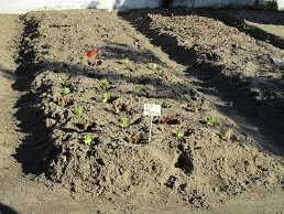 horta